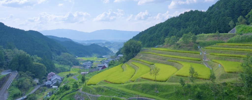 Rice terraces in Asuka Village, Nara Prefecture