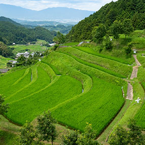 Rice terraces in Asuka Village, Nara Prefecture