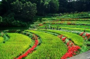 Rice terraces in Asuka Village, Nara Prefecture