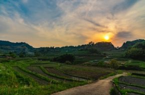 Rice terraces in Asuka Village, Nara Prefecture