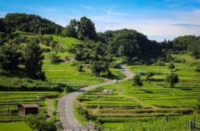 Rice terraces in Asuka Village, Nara Prefecture