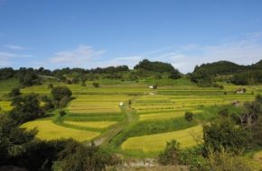 Rice terraces in Asuka Village, Nara Prefecture