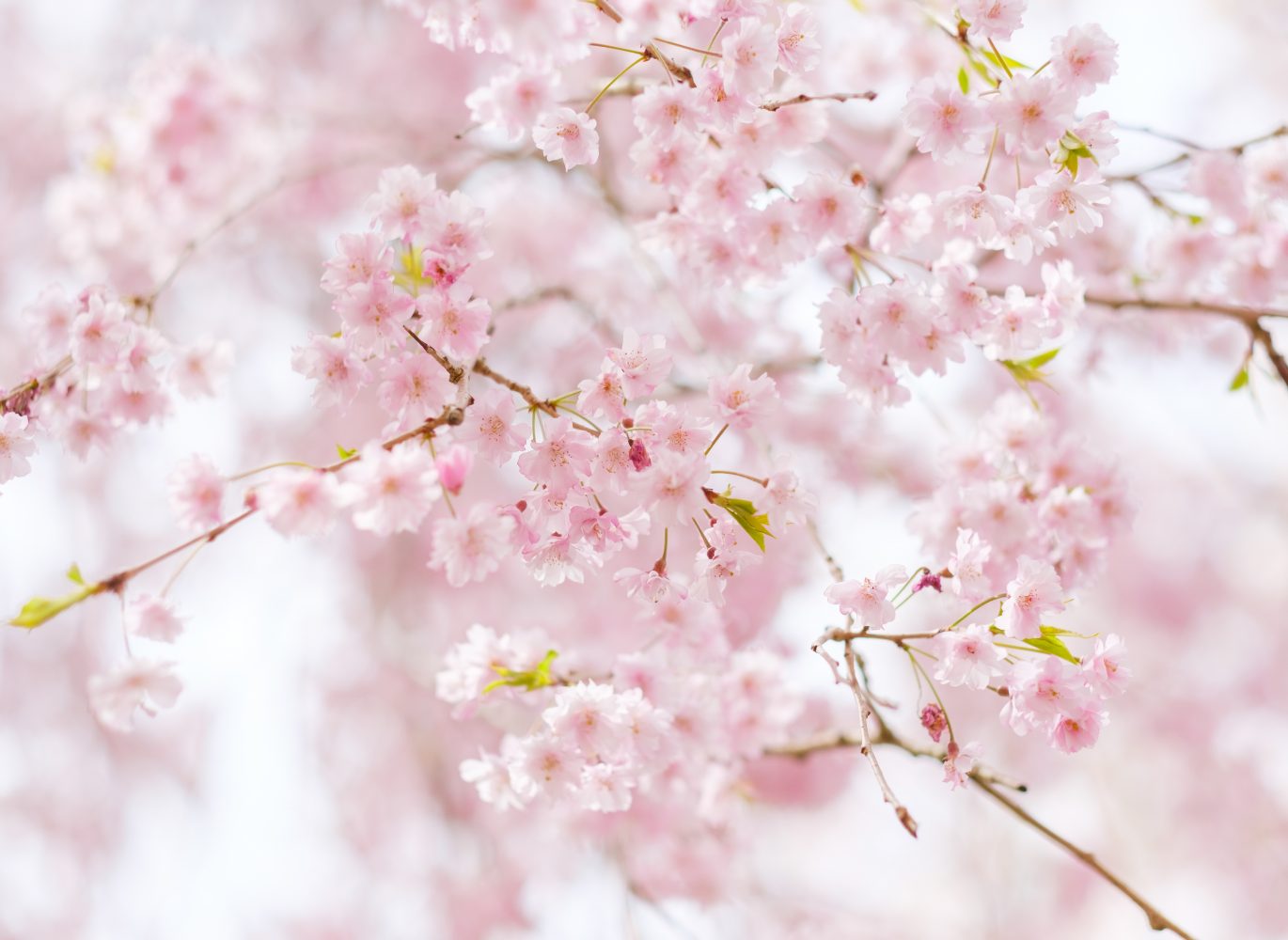 A special experience in Asuka in spring.